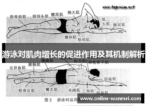 游泳对肌肉增长的促进作用及其机制解析